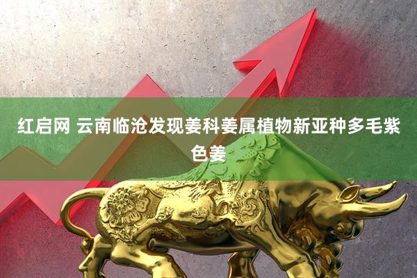 红启网 云南临沧发现姜科姜属植物新亚种多毛紫色姜